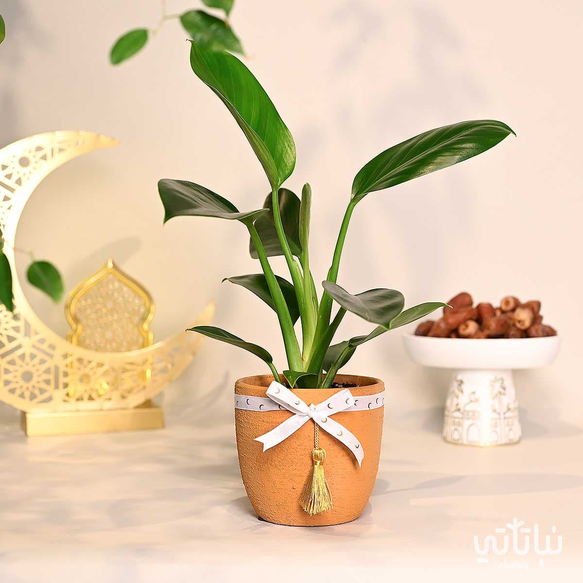 هدية نبتة الاميرة الخضراء ثيم رمضان