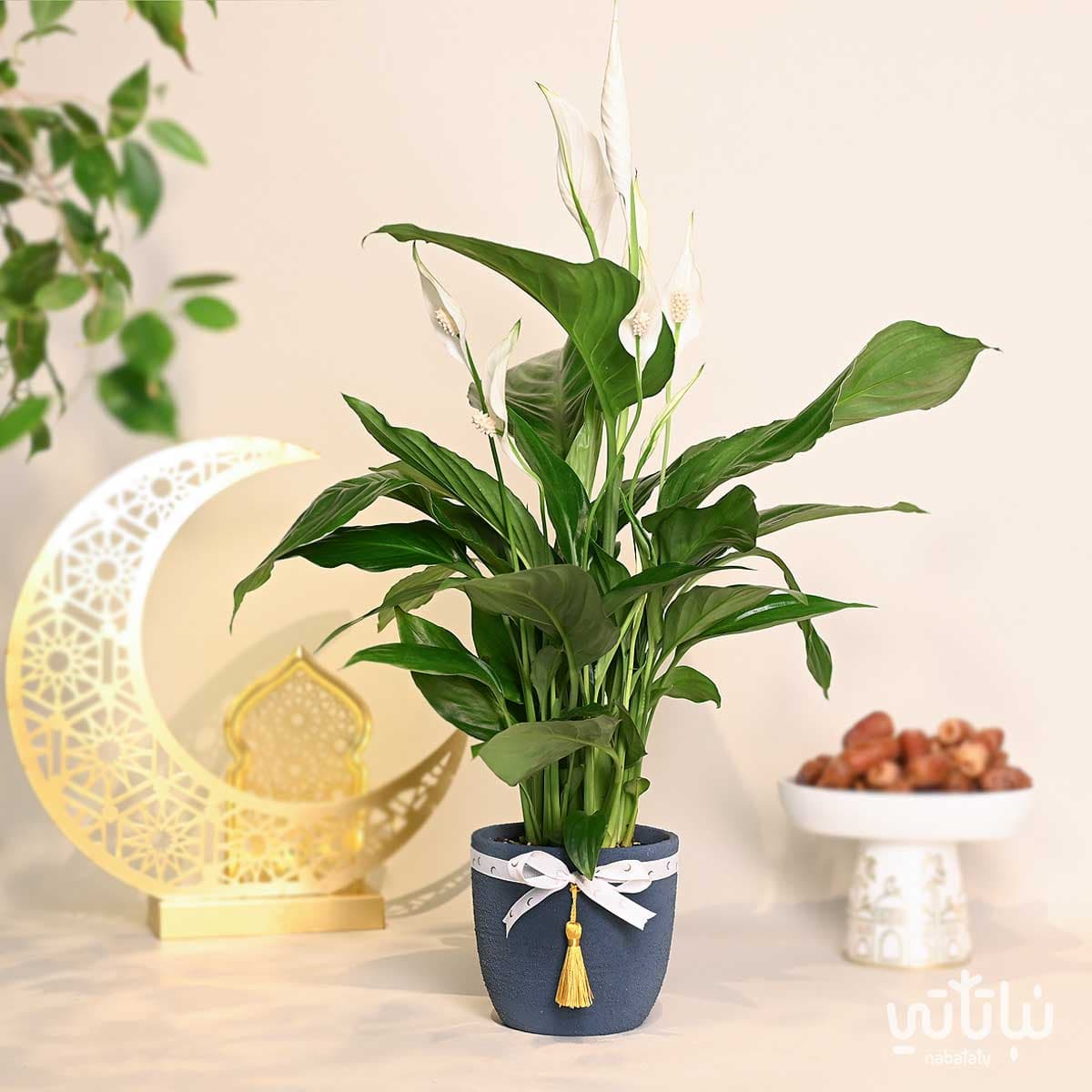 هدية نبتة الاشرعة البيضاء ثيم رمضان 1