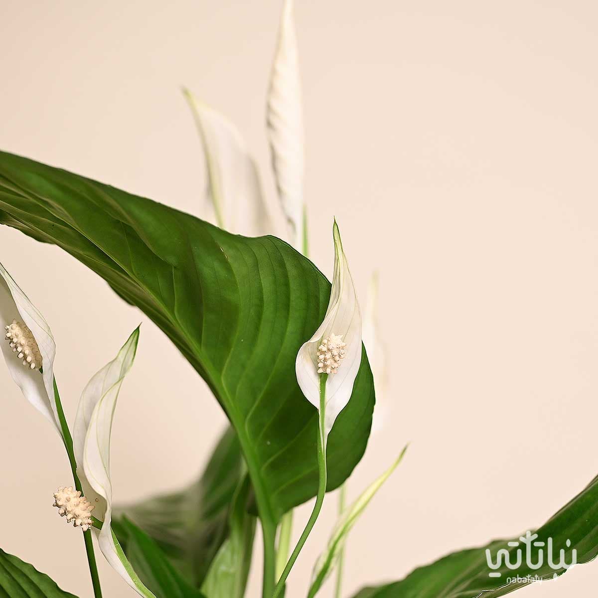 هدية نبتة الاشرعة البيضاء ثيم رمضان 4