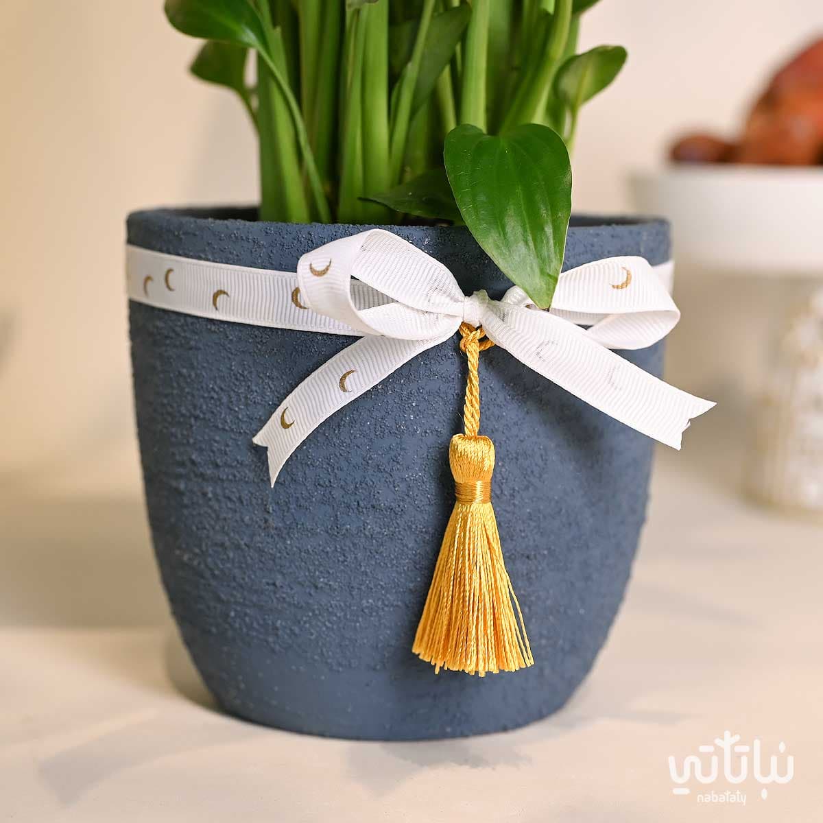 هدية نبتة الاشرعة البيضاء ثيم رمضان 3