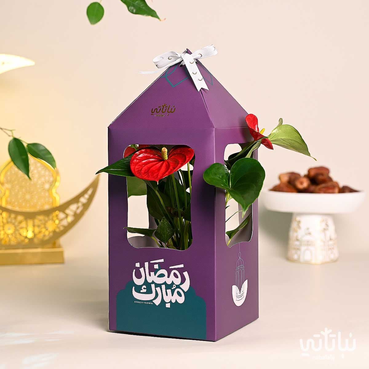 هدية فانوس رمضان نبتة الانتوريوم بنفسجي