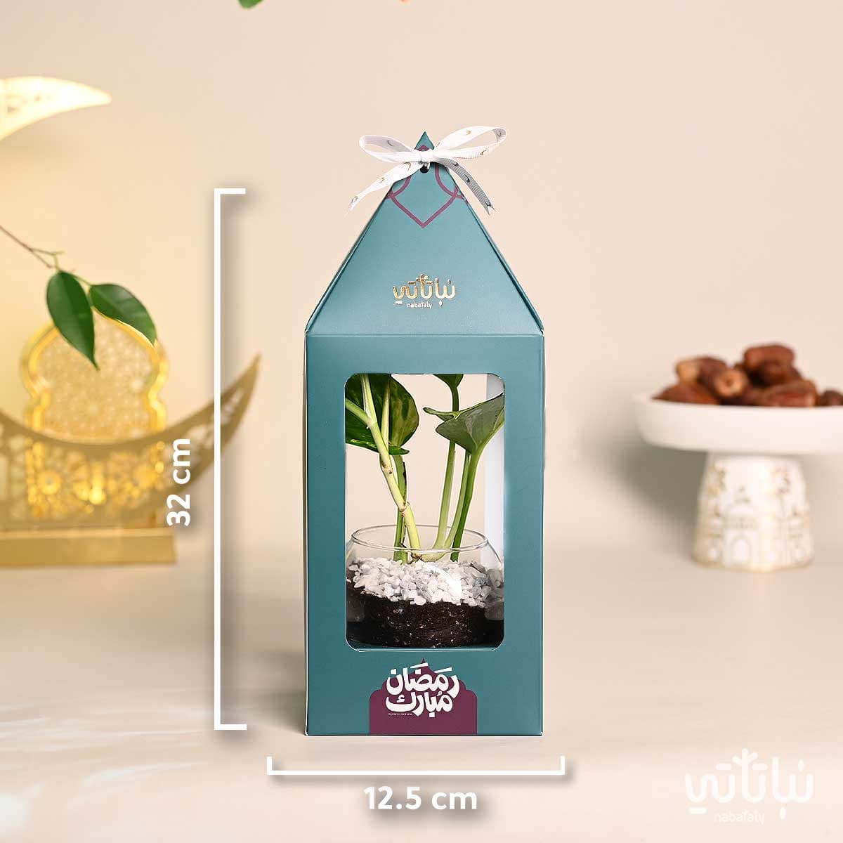 هدية فانوس رمضان نبتة البوتس اخضر غامق 2