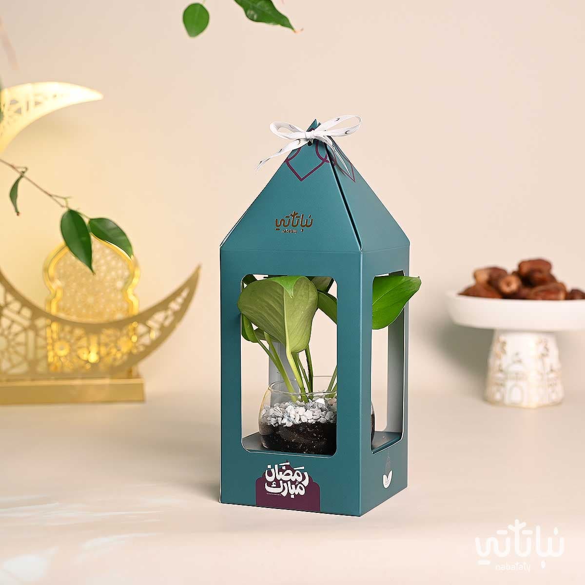هدية فانوس رمضان نبتة البوتس اخضر غامق