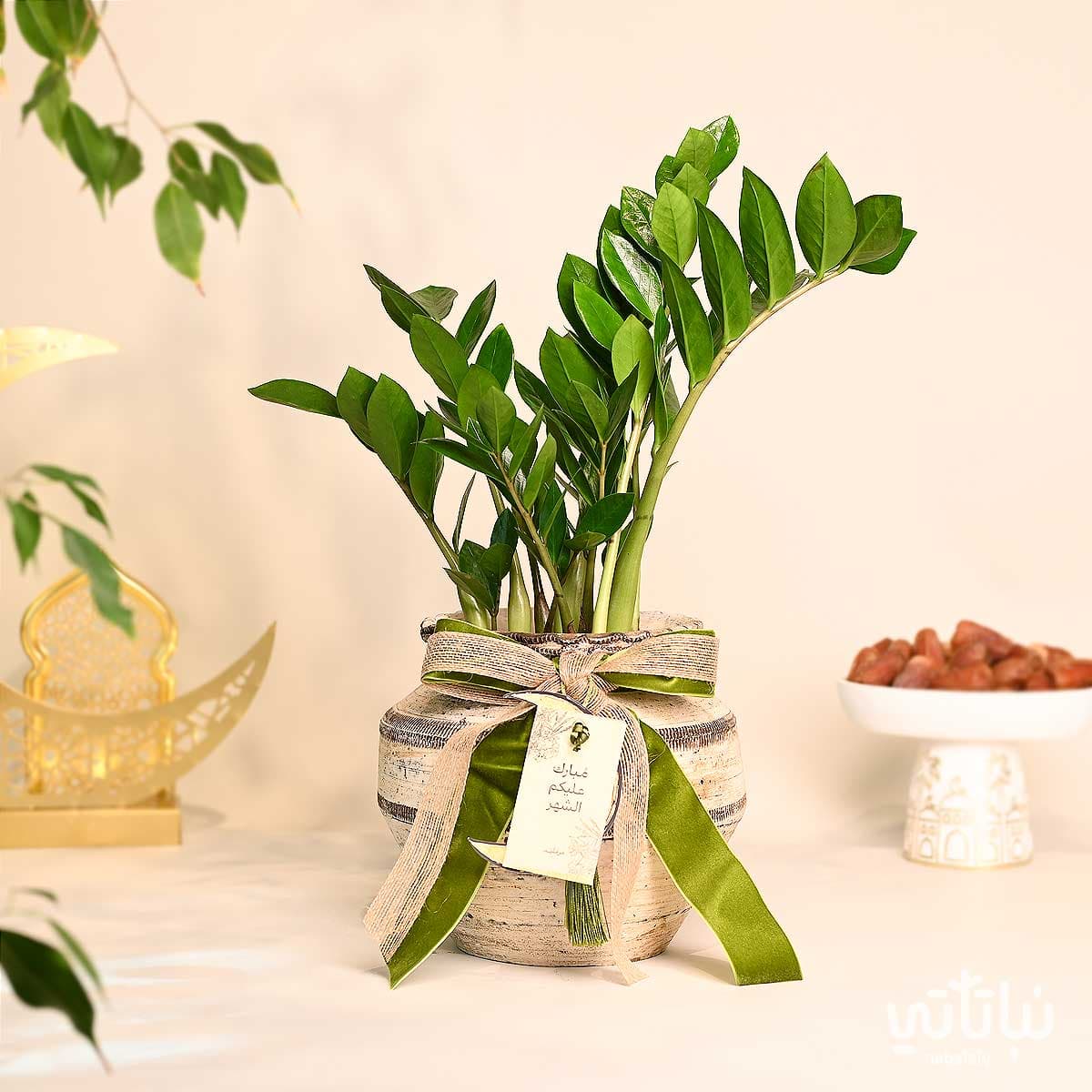 نبتة الزاميا في اصيص رمضاني