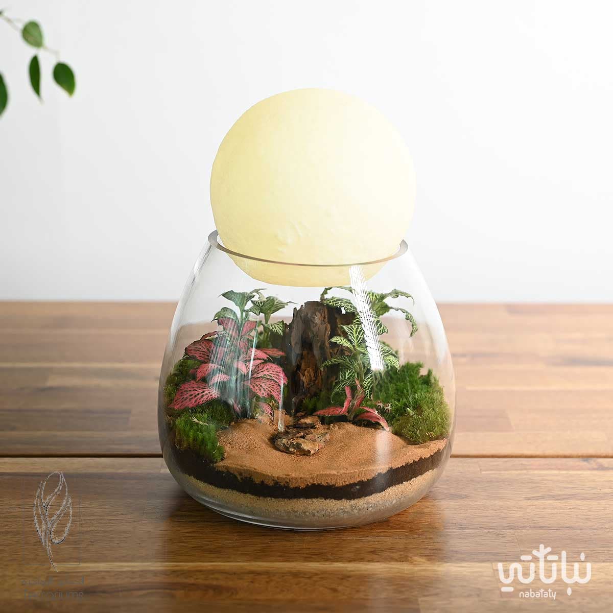 غابة قمر الشمال