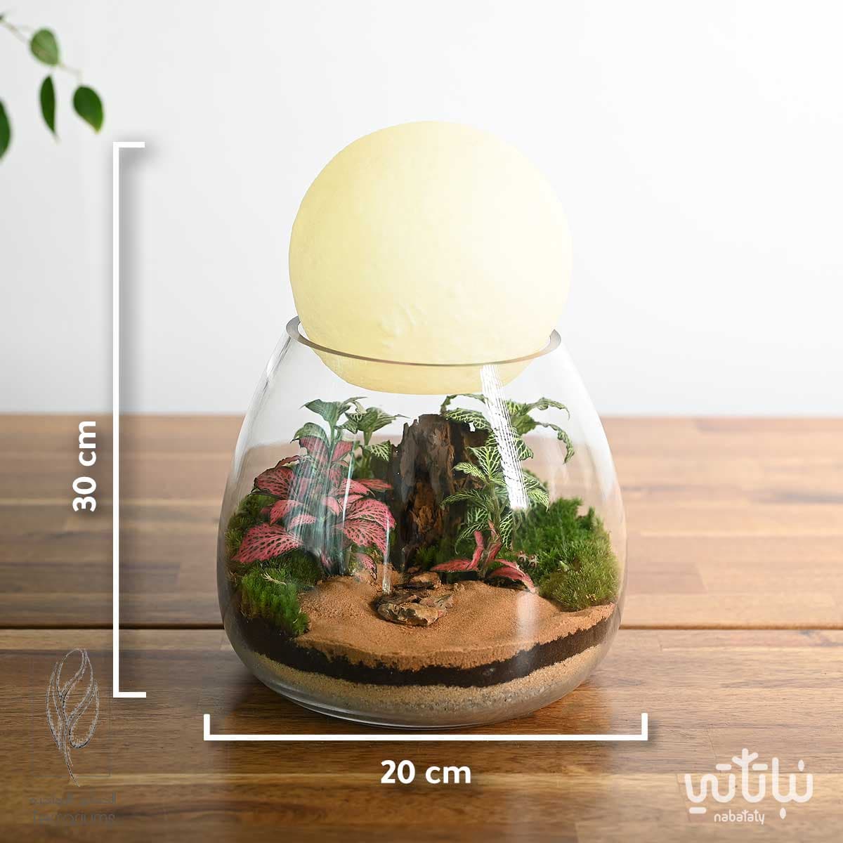 غابة قمر الشمال 4