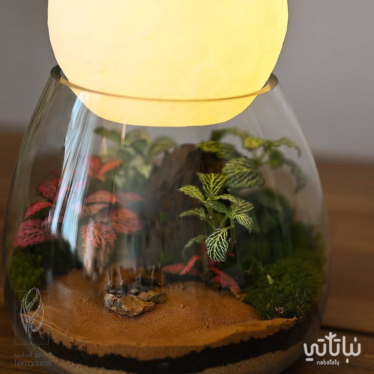 غابة قمر الشمال 3