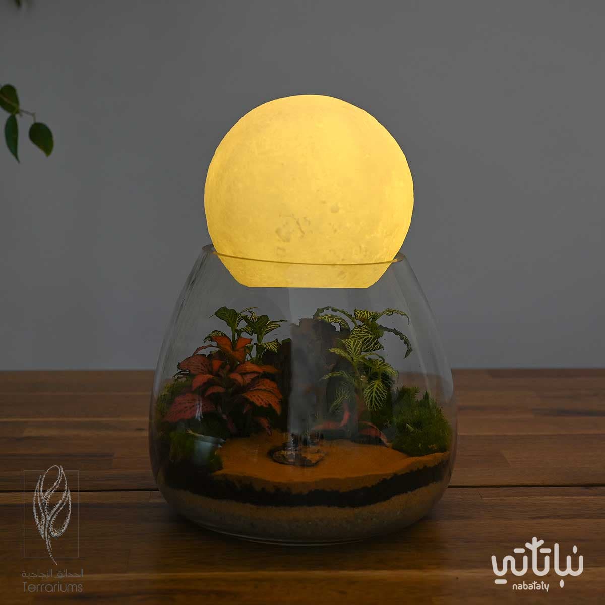 غابة قمر الشمال 5