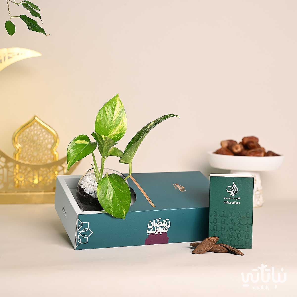 هدية نبتة البوتس مع عود ثيم رمضان