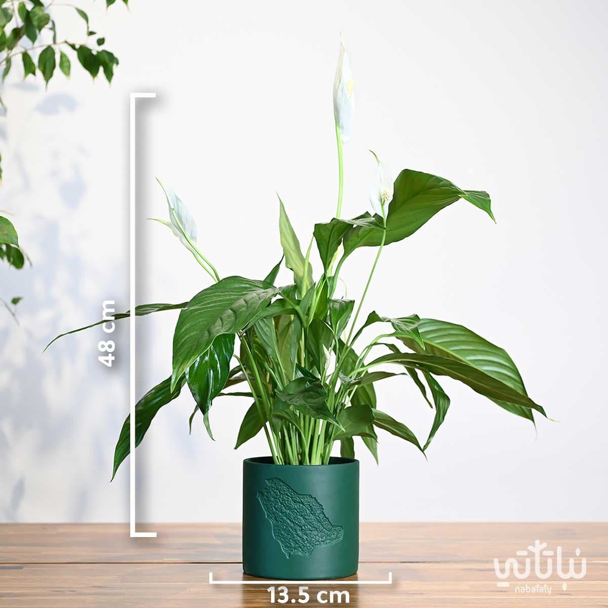 هدية نبتة الاشرعة البيضاء في حوض خريطة المملكة 2