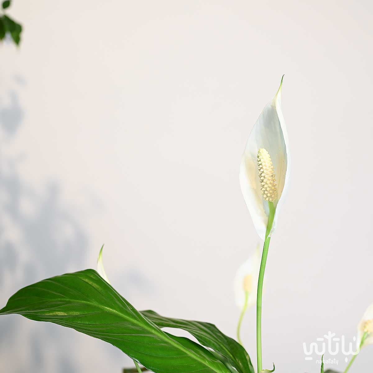 هدية نبتة الاشرعة البيضاء في حوض خريطة المملكة 4