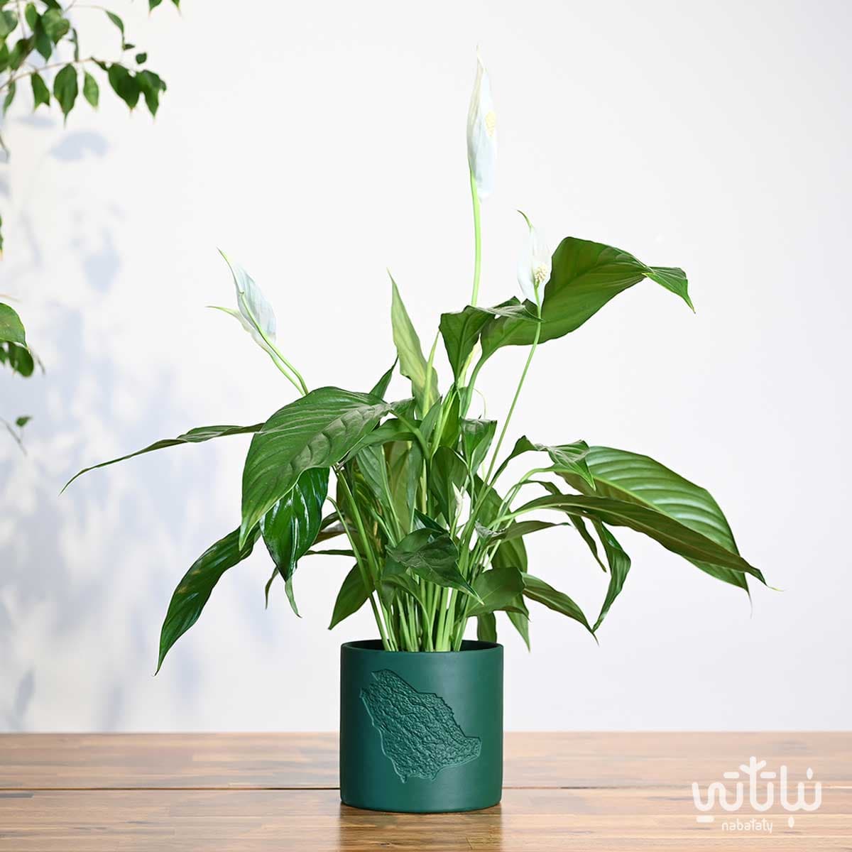 هدية نبتة الاشرعة البيضاء في حوض خريطة المملكة