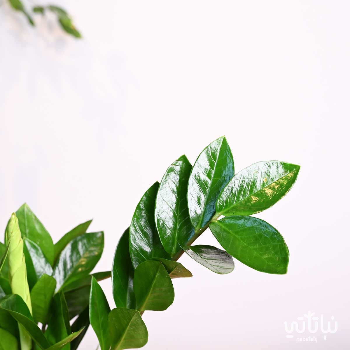 هدية نبتة الزاميا في حوض خريطة المملكة 3