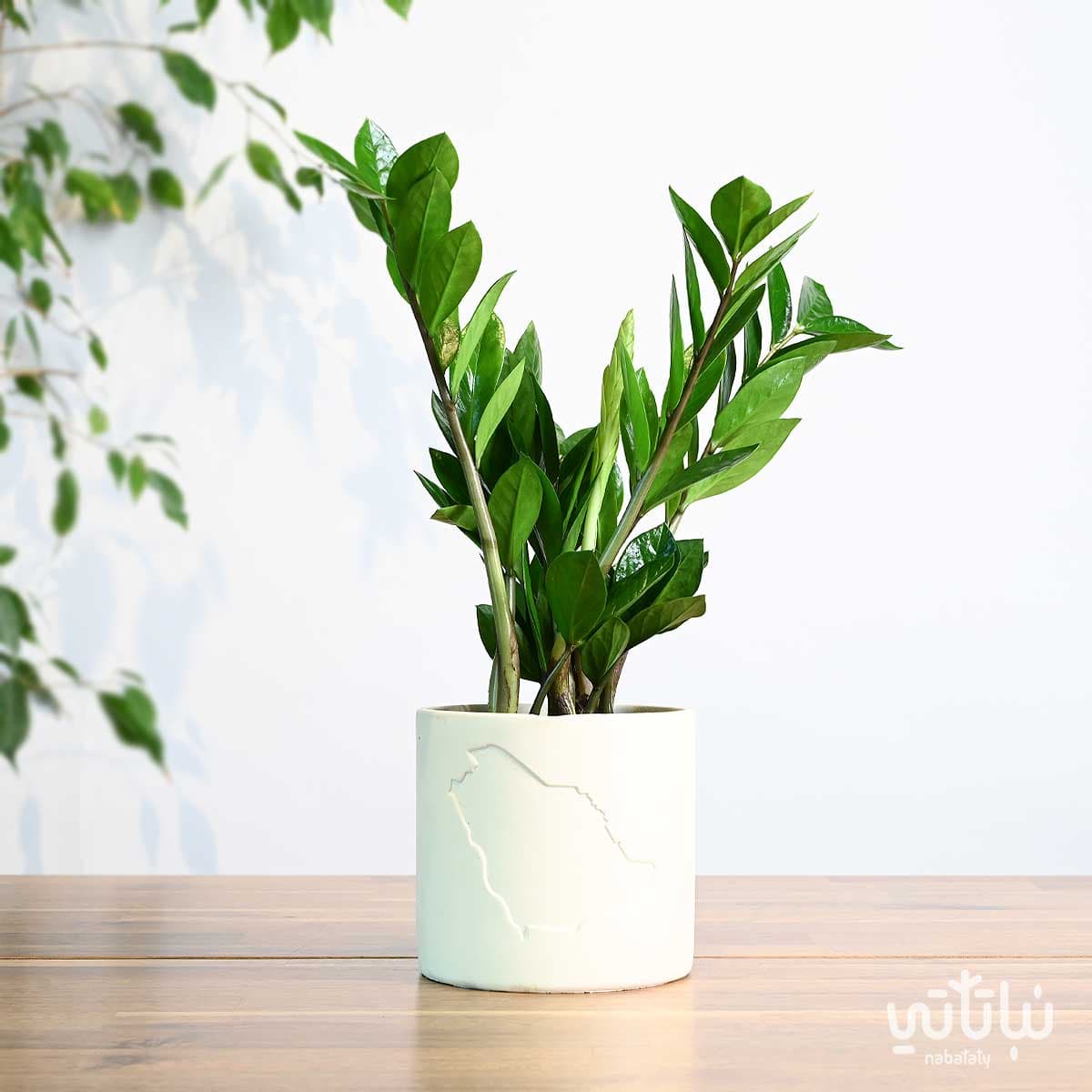 هدية نبتة الزاميا في حوض خريطة المملكة 1