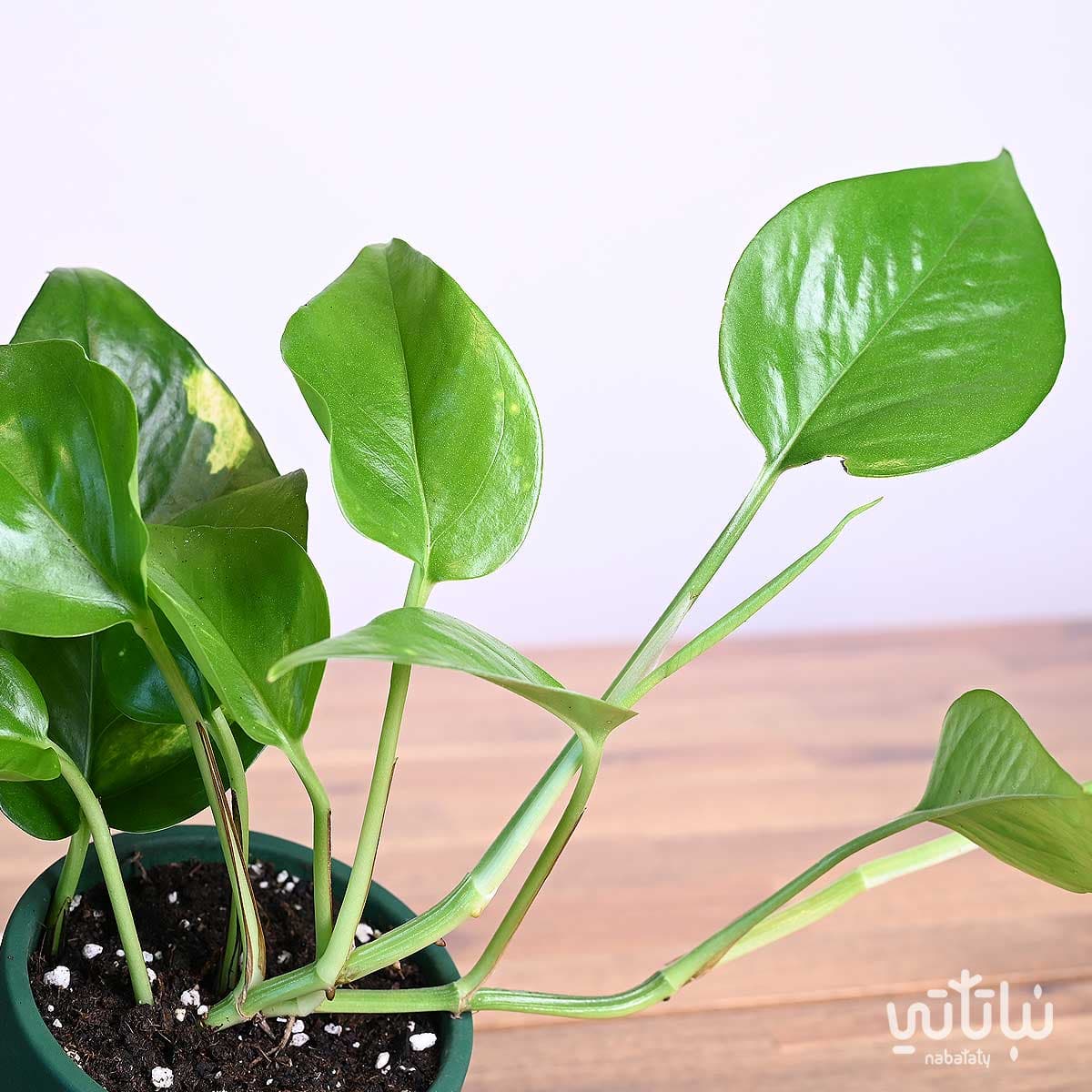 هدية نبتة البوتس في اصيص خريطة المملكة 3