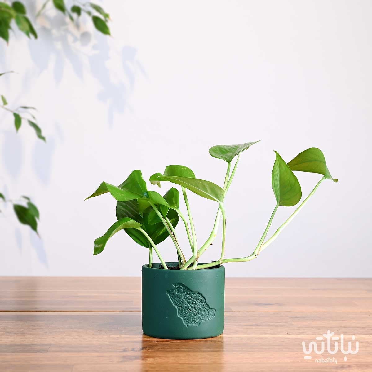 هدية نبتة البوتس في اصيص خريطة المملكة 1