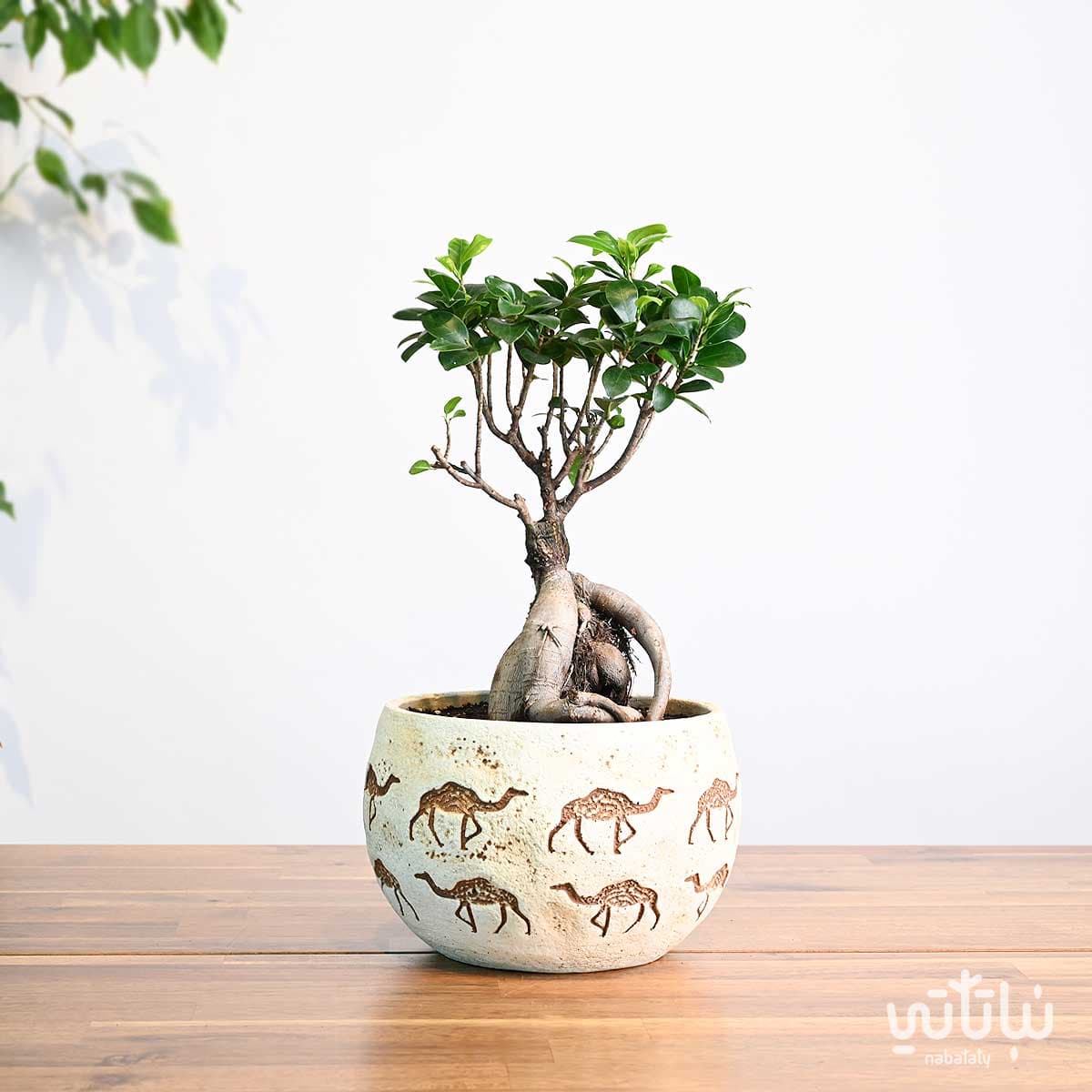 هدية نبتة البونساي في حوض الجمل