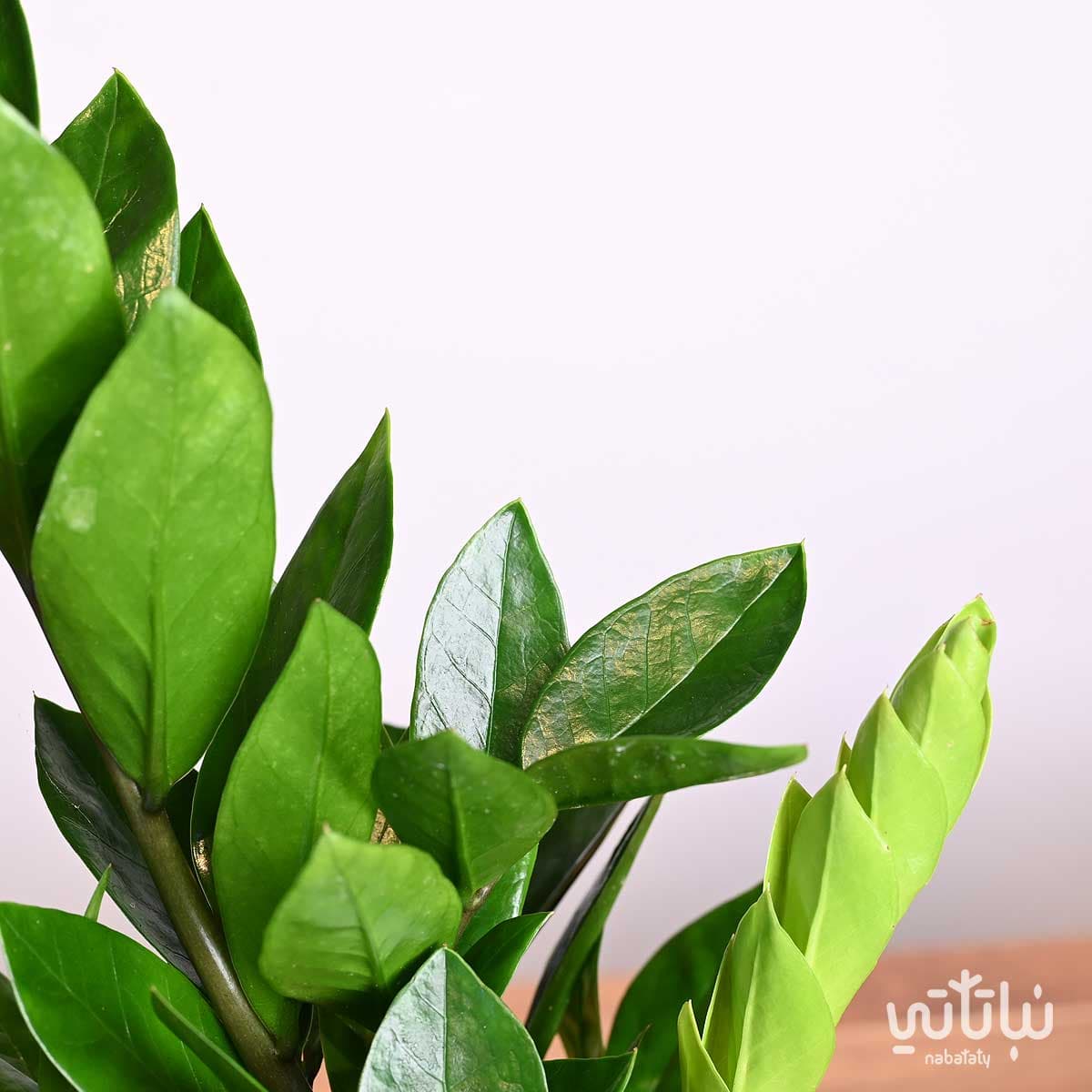 هدية نبتة الزاميا في حوض قافلة الجمل 3