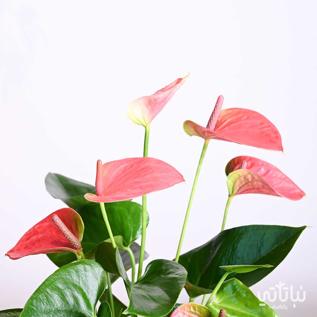 هدية نبتة الانتوريوم الوردي في اصيص نقش نجدي 3