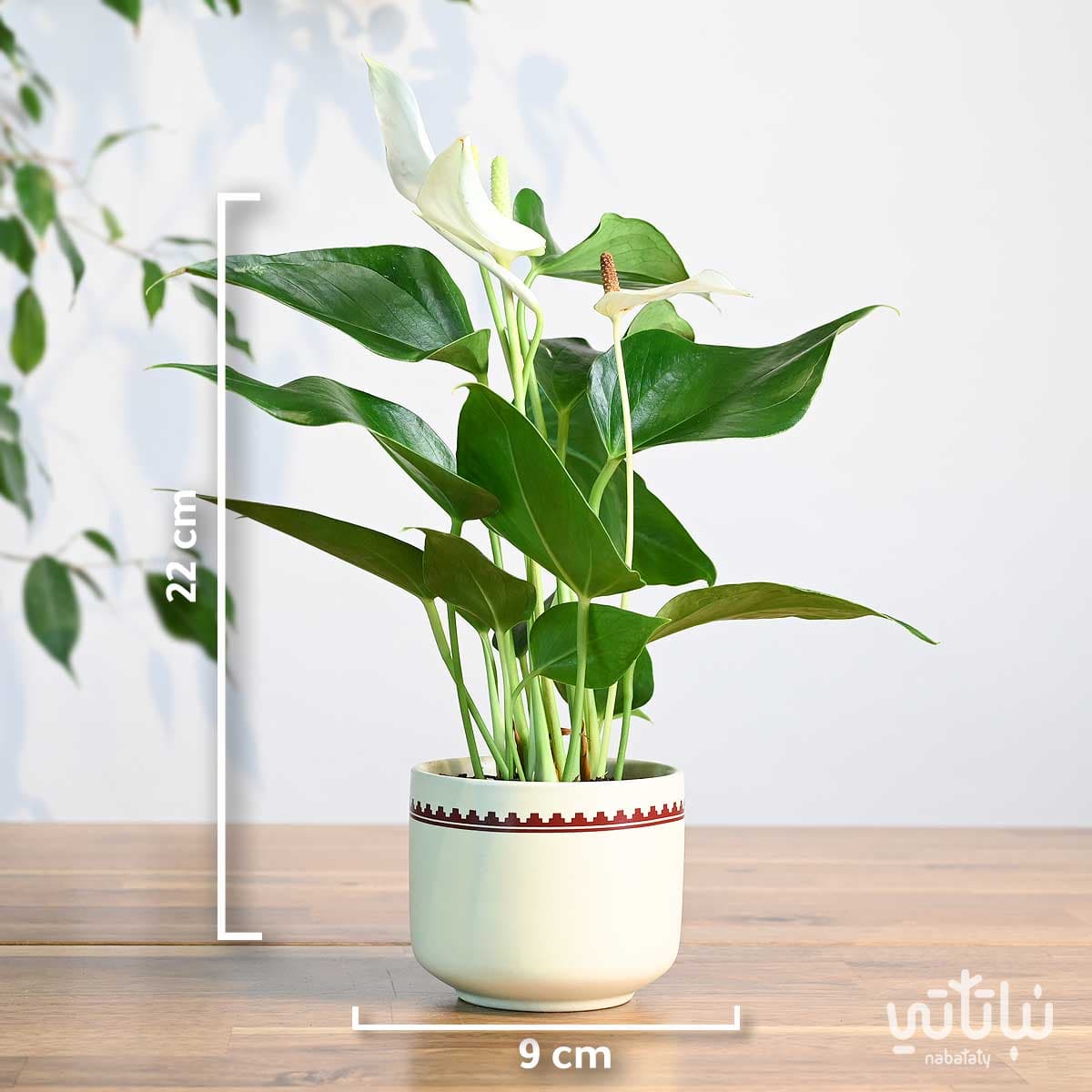 هدية نبتة الانتوريوم الابيض في اصيص نقش نجدي 2