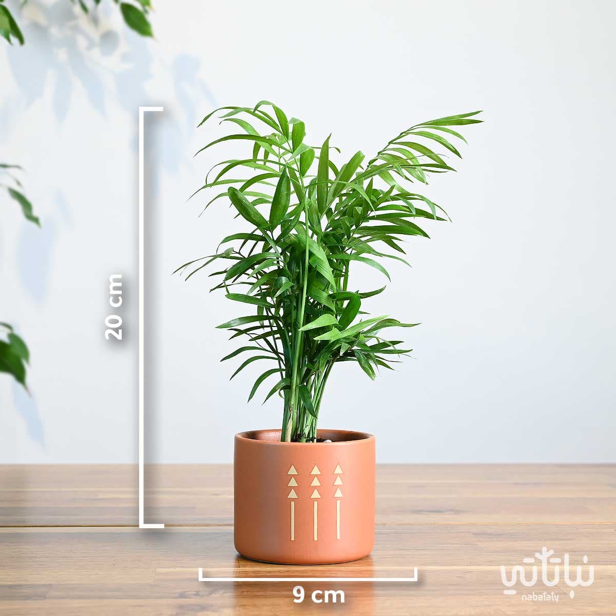 هدية نبتة تشامادوريا في اصيص الطراز السلماني 2