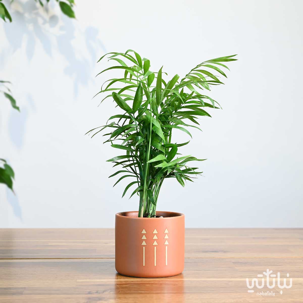 هدية نبتة تشامادوريا في اصيص الطراز السلماني 1