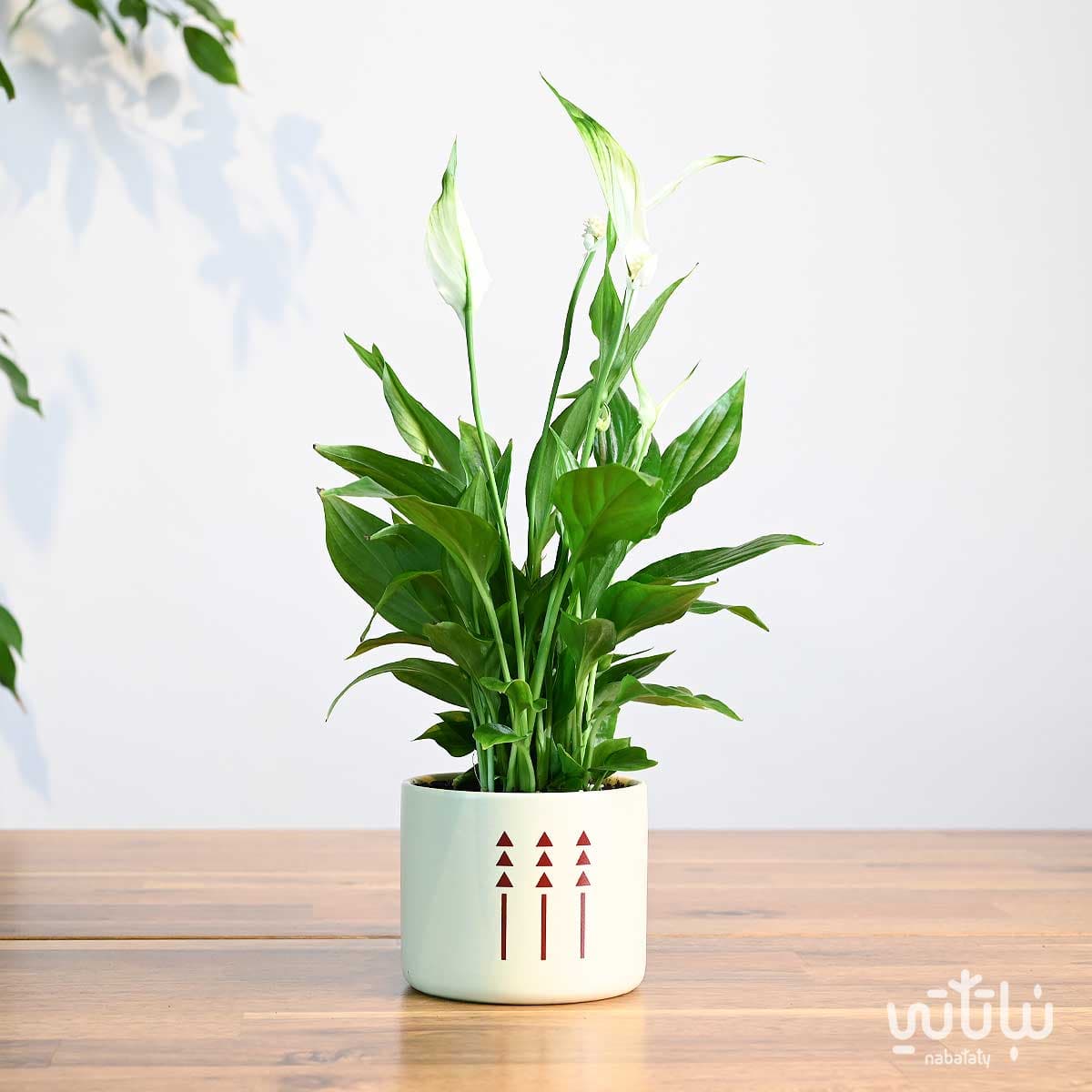 هدية نبتة الاشرعة البيضاء في اصيص الطراز السلماني 1