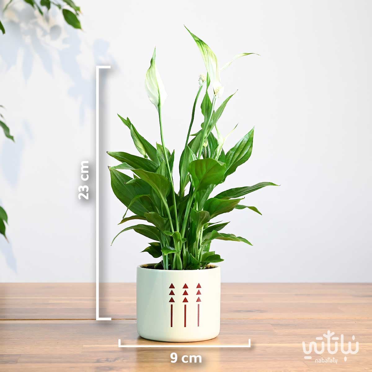 هدية نبتة الاشرعة البيضاء في اصيص الطراز السلماني 2