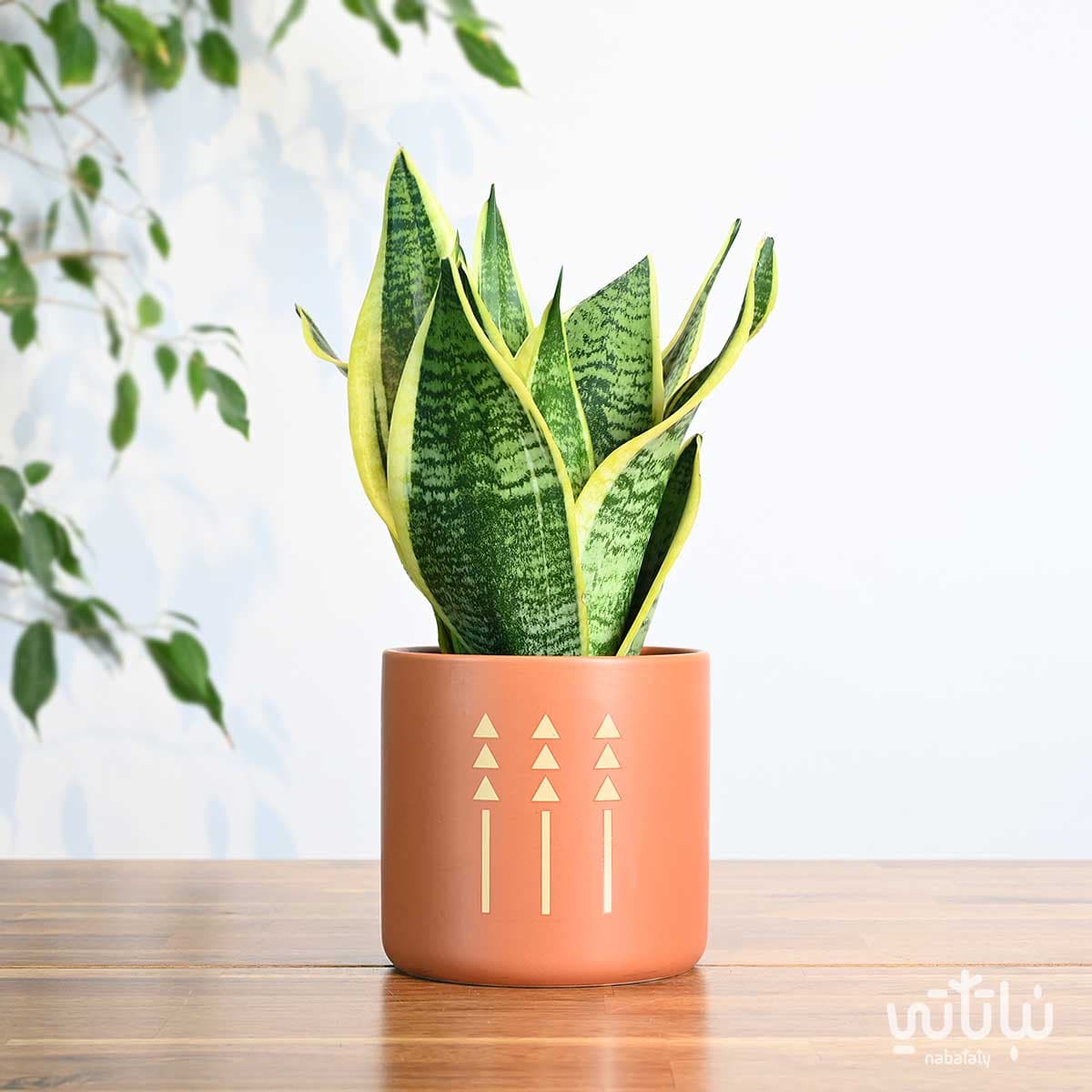 هدية نبتة جلد النمر في اصيص الطراز السلماني