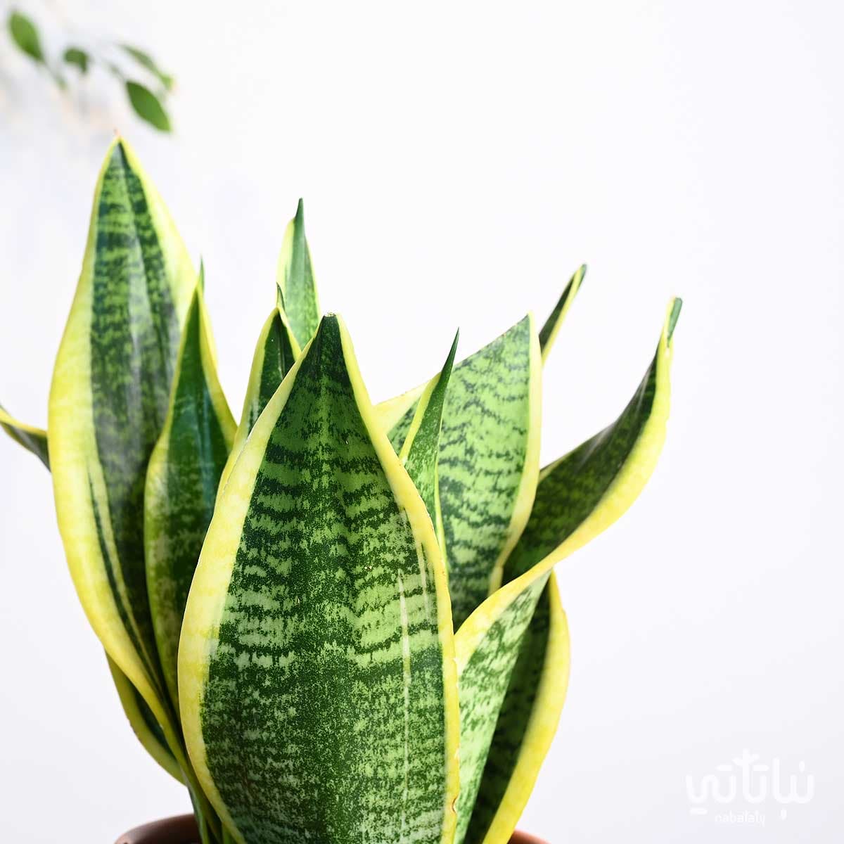 هدية نبتة جلد النمر في اصيص الطراز السلماني 3