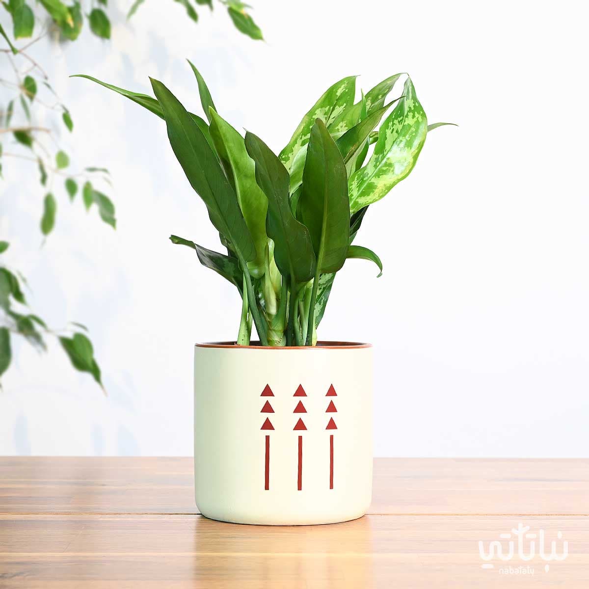 هدية نبتة الاجلونيما في اصيص الطراز السلماني 1