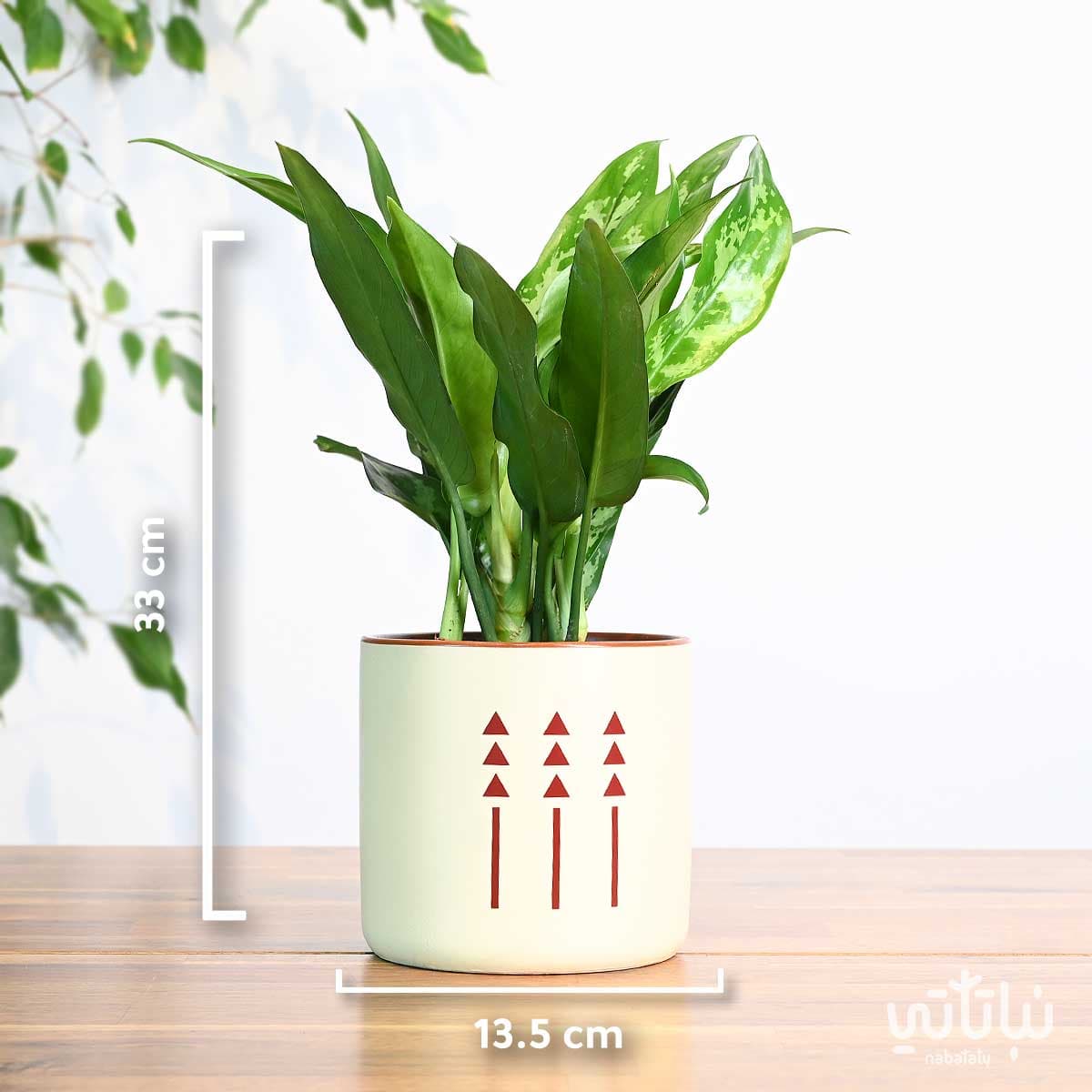 هدية نبتة الاجلونيما في اصيص الطراز السلماني 2