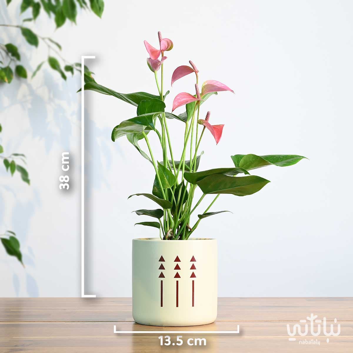 هدية نبتة الانتوريوم في اصيص الطراز السلماني 2