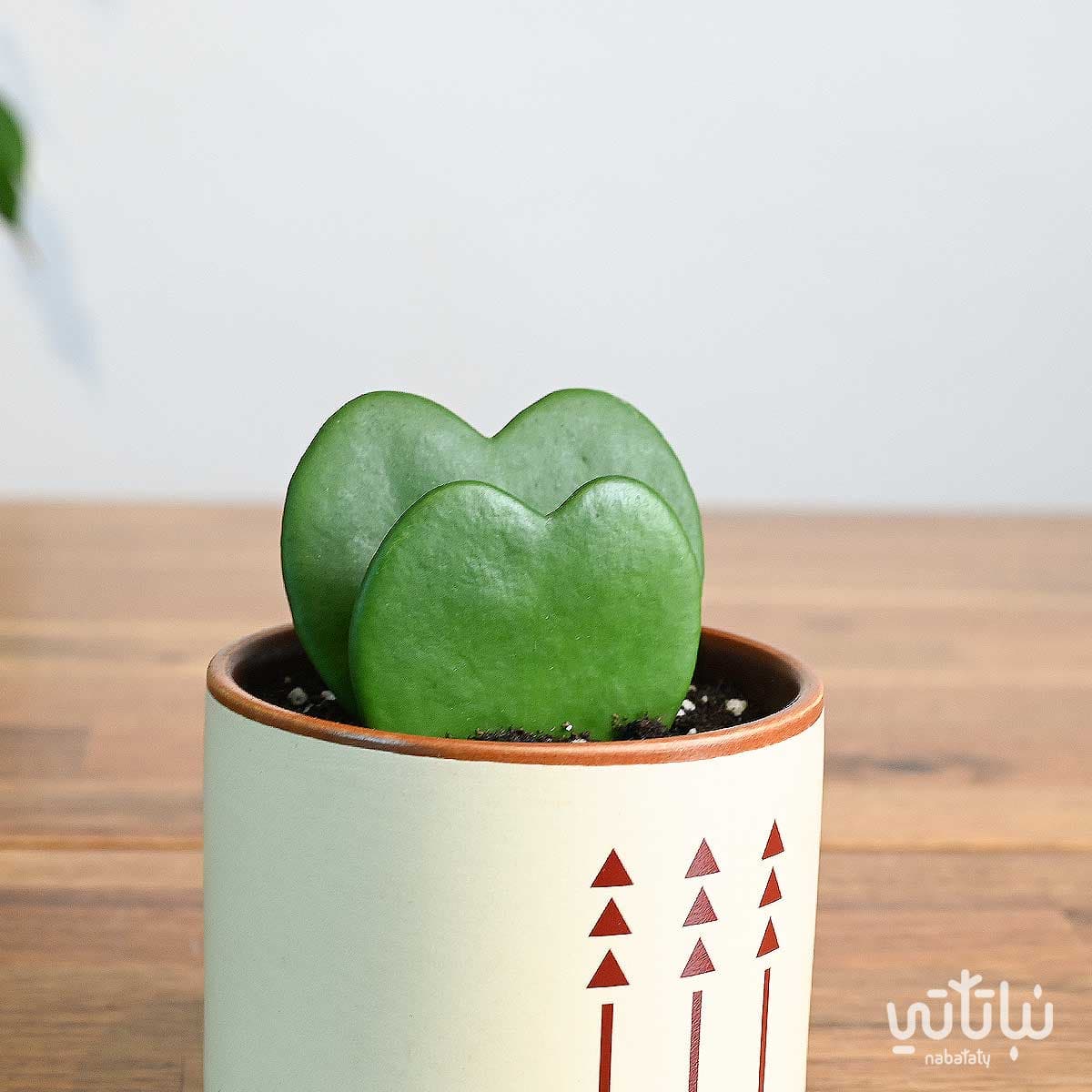 هدية نبتة الهويا دبل في اصيص الطراز السلماني 3