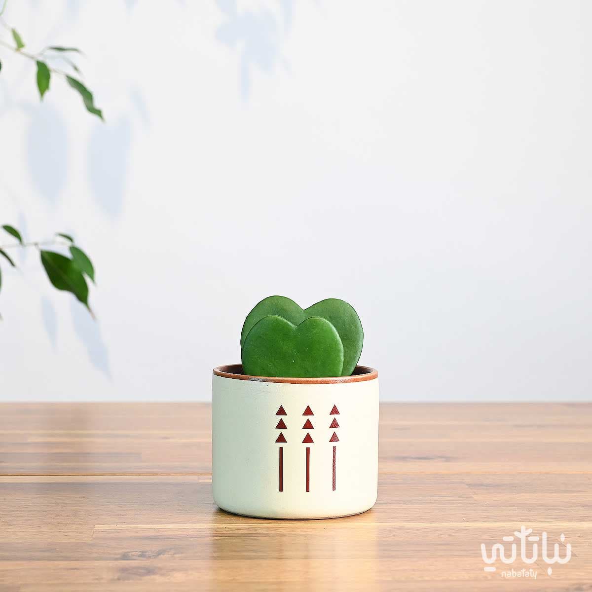 هدية نبتة الهويا دبل في اصيص الطراز السلماني 1