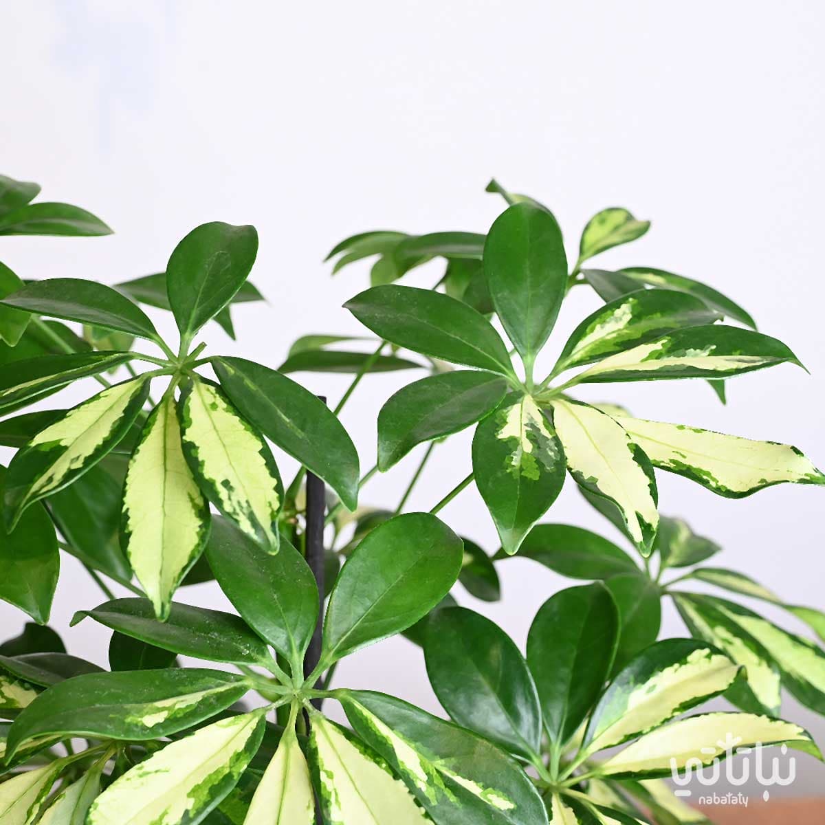 هدية نبتة شفليرا مبرقشة في حوض الدرعية 3