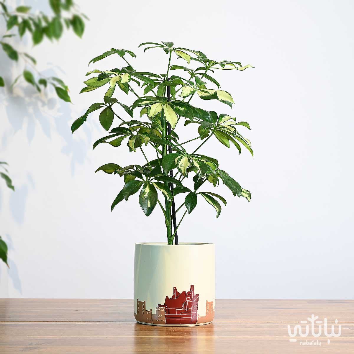 هدية نبتة شفليرا مبرقشة في حوض الدرعية 1