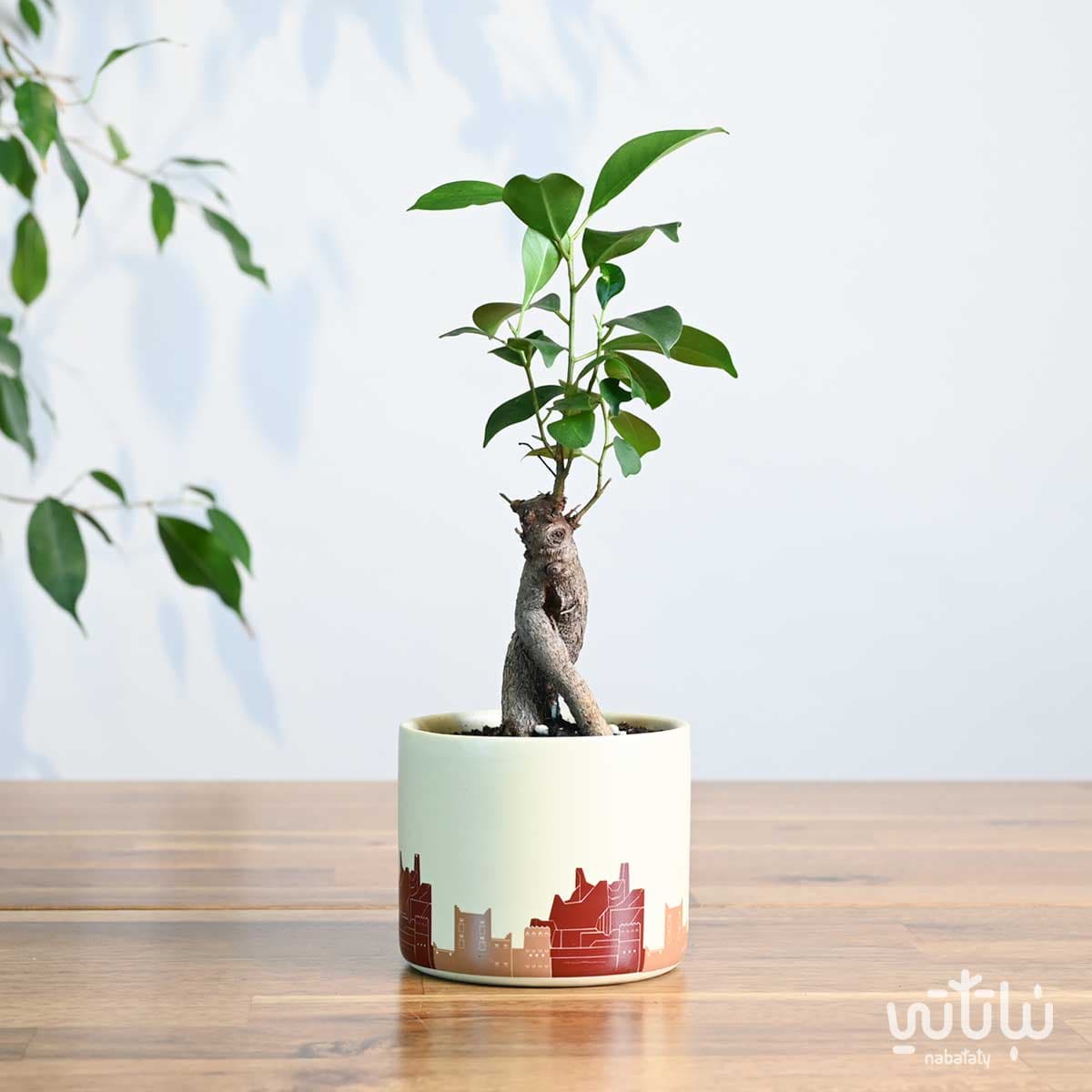 هدية نبتة بونساي ميني في حوض الدرعية 1