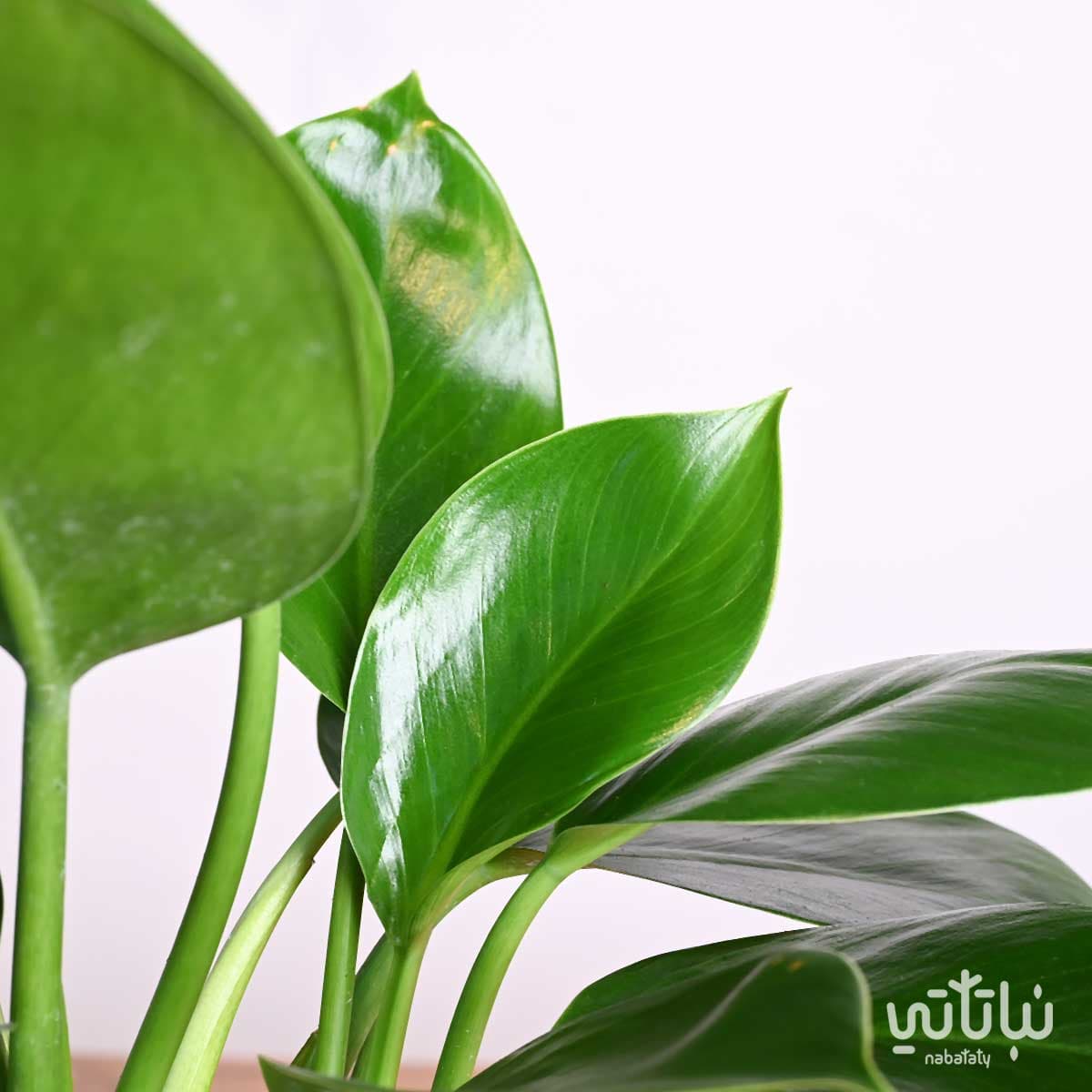 هدية نبتة الاميرة الخضراء في حوض الدرعية 3