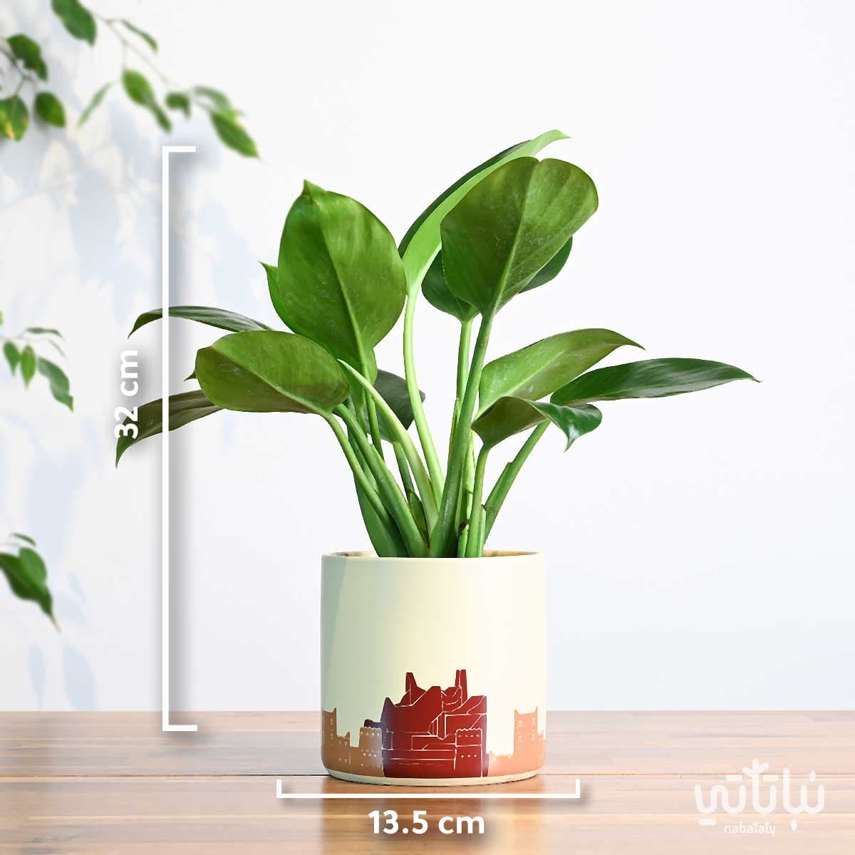 هدية نبتة الاميرة الخضراء في حوض الدرعية 2