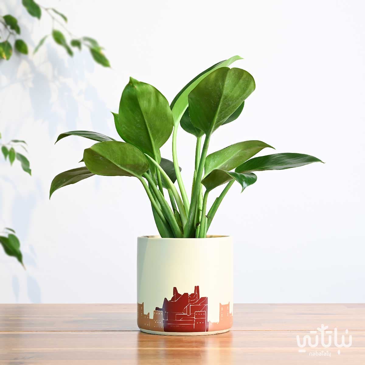 هدية نبتة الاميرة الخضراء في حوض الدرعية 1