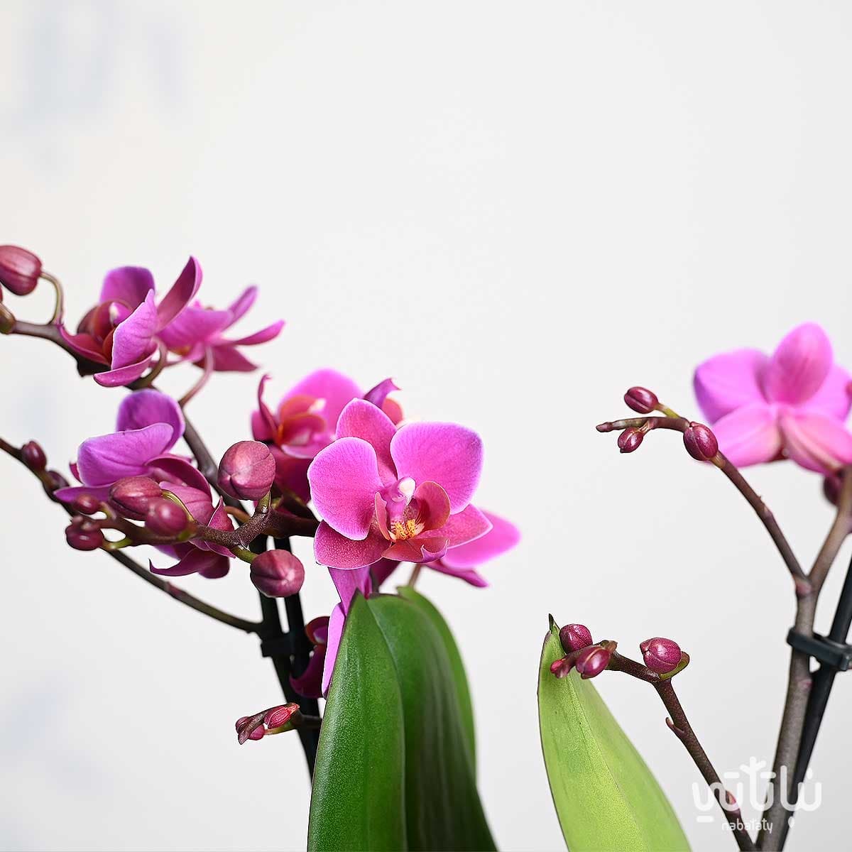 نبتة اوركيد بنفسجي صغير في اصيص سيراميك اسود 2