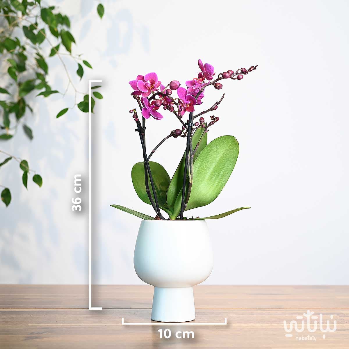 نبتة اوركيد بنفسجي صغير في اصيص سيراميك ابيض 3