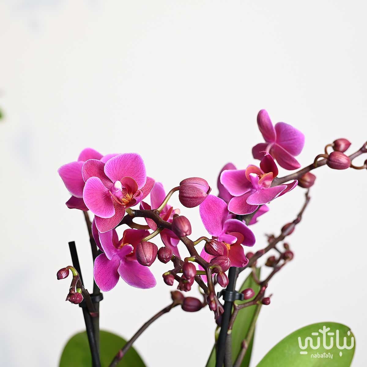 نبتة اوركيد بنفسجي صغير في اصيص سيراميك ابيض 2