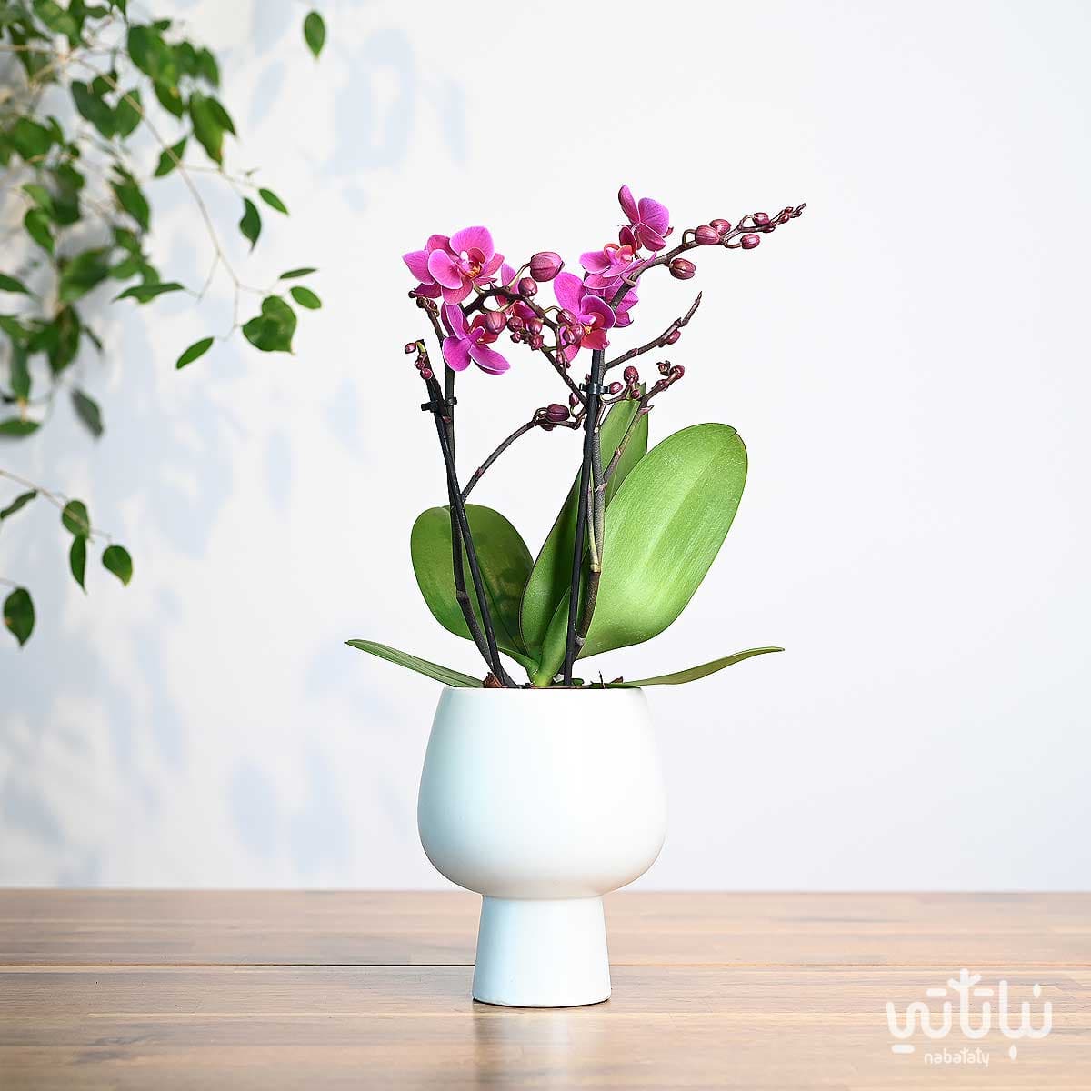 نبتة اوركيد بنفسجي صغير في اصيص سيراميك ابيض 1