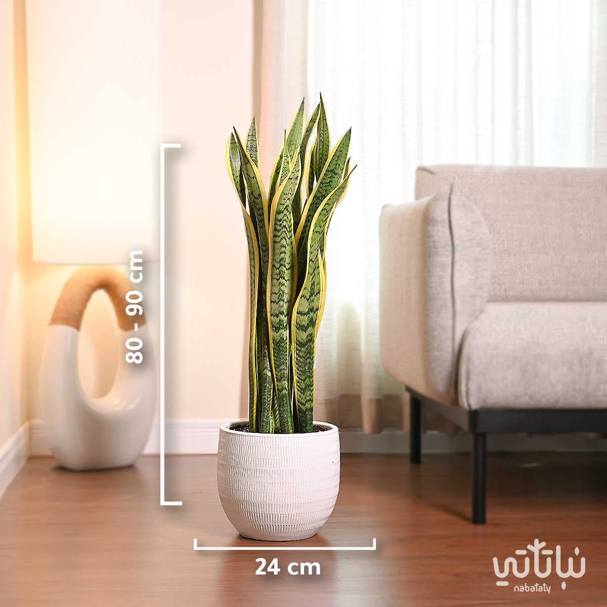 نبتة جلد النمر كبيرة في حوض سيراميك ابيض 1