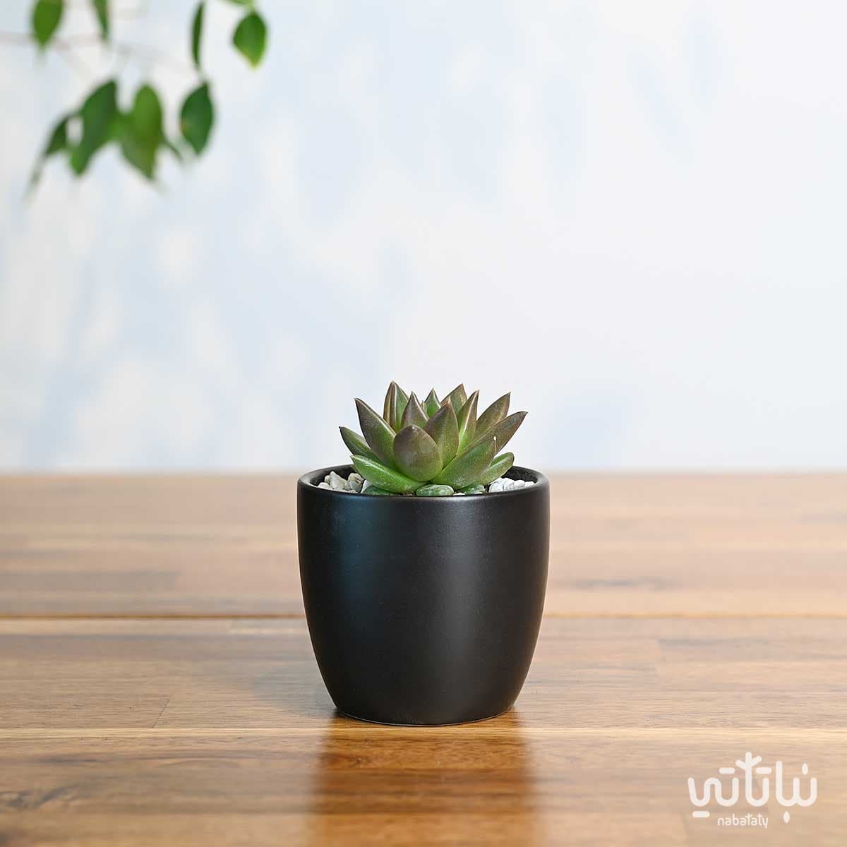 نبتة ايشيفيريا صغيرة في اصيص سيراميك اسود