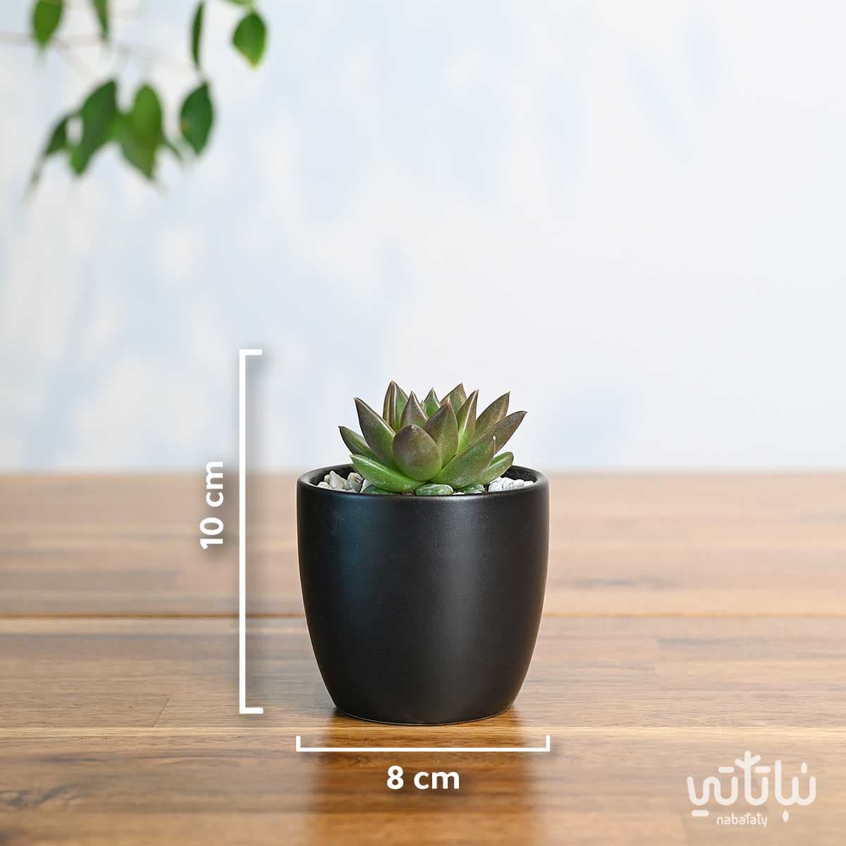 نبتة ايشيفيريا صغيرة في اصيص سيراميك اسود 3