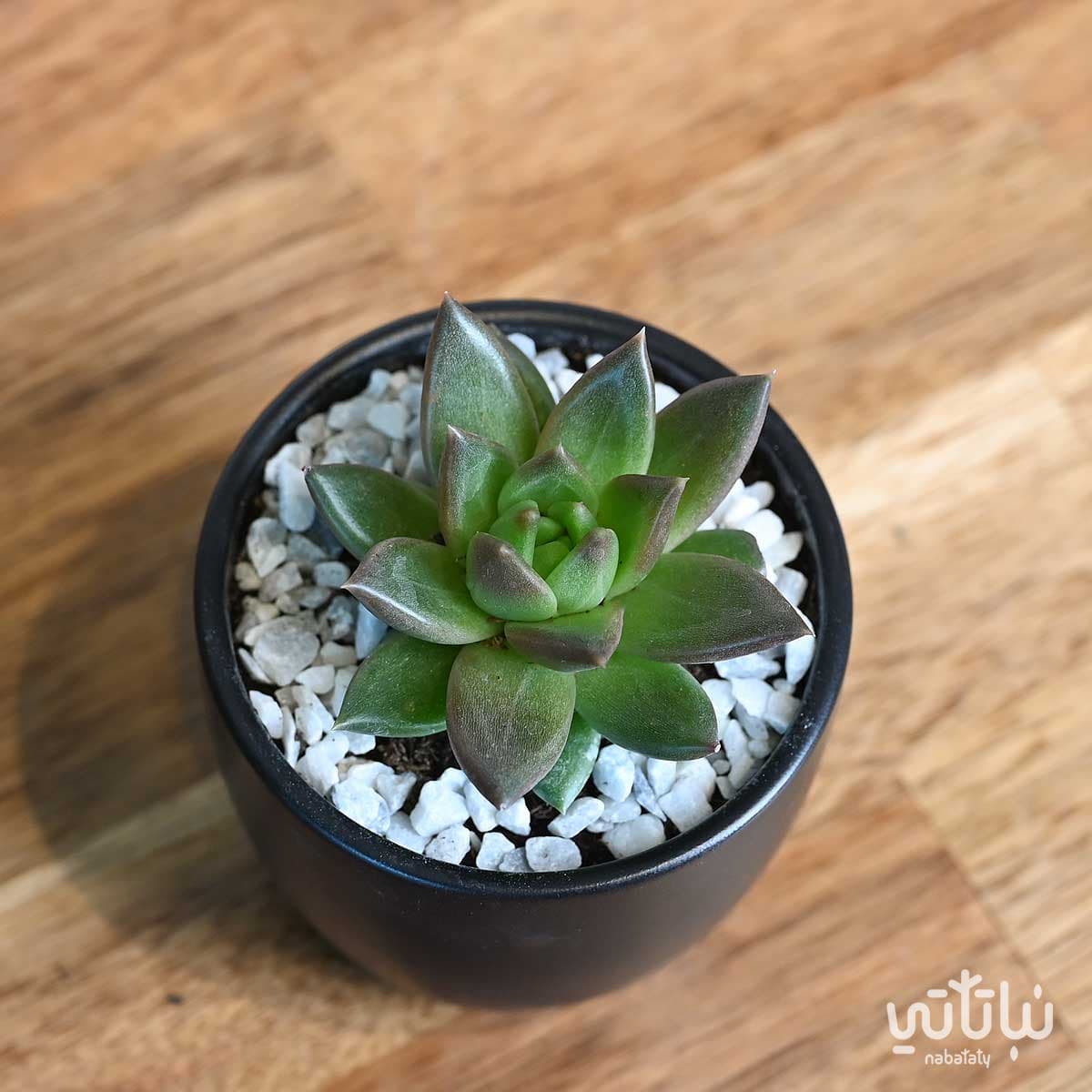 نبتة ايشيفيريا صغيرة في اصيص سيراميك اسود 2