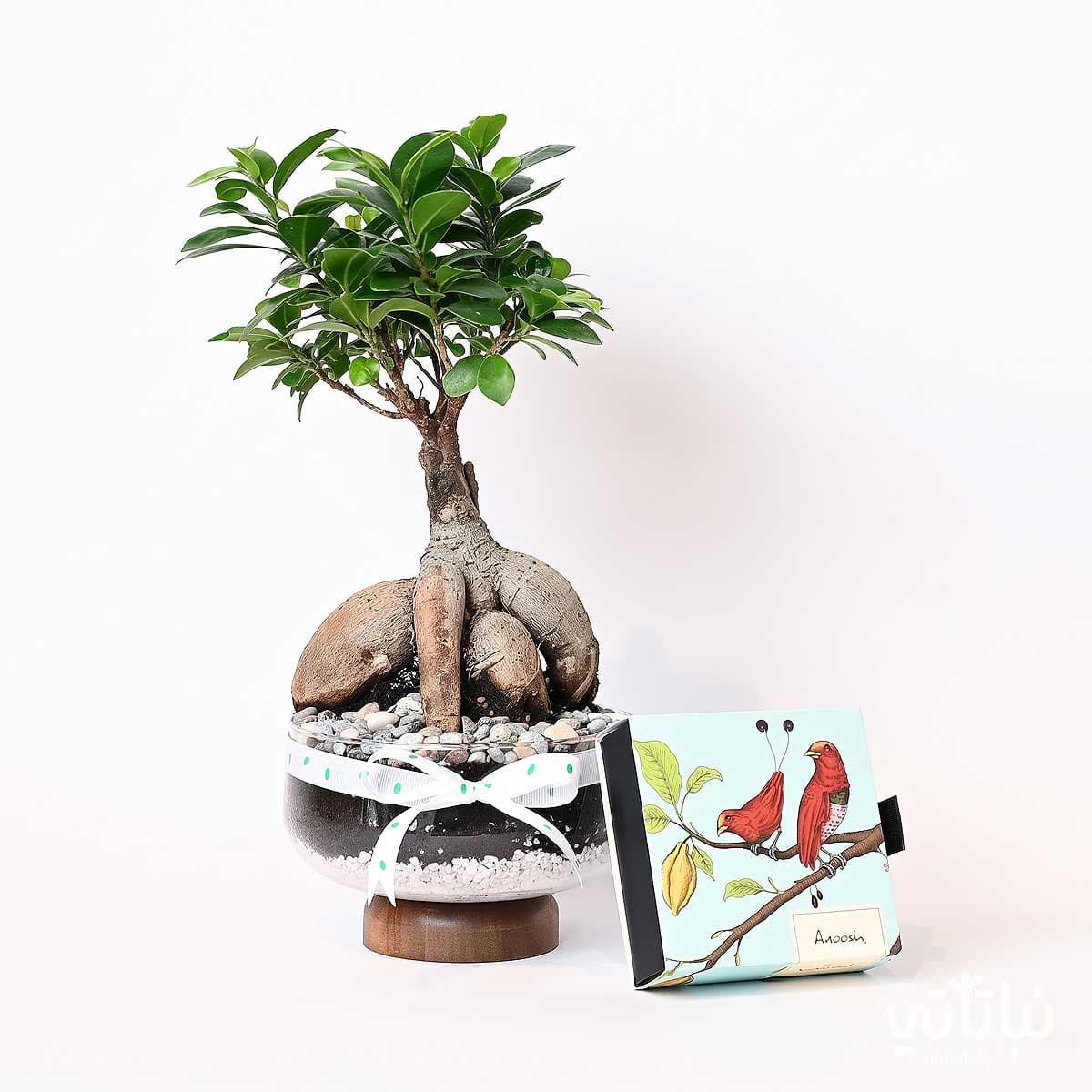 Congratulations on Graduation gift Bonsai plant and Anoosh chocolates 1
